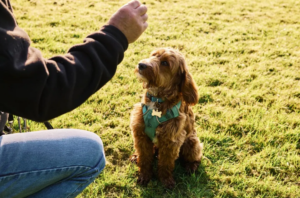 Dog training, photo by Gary Yeowell and Getty Images